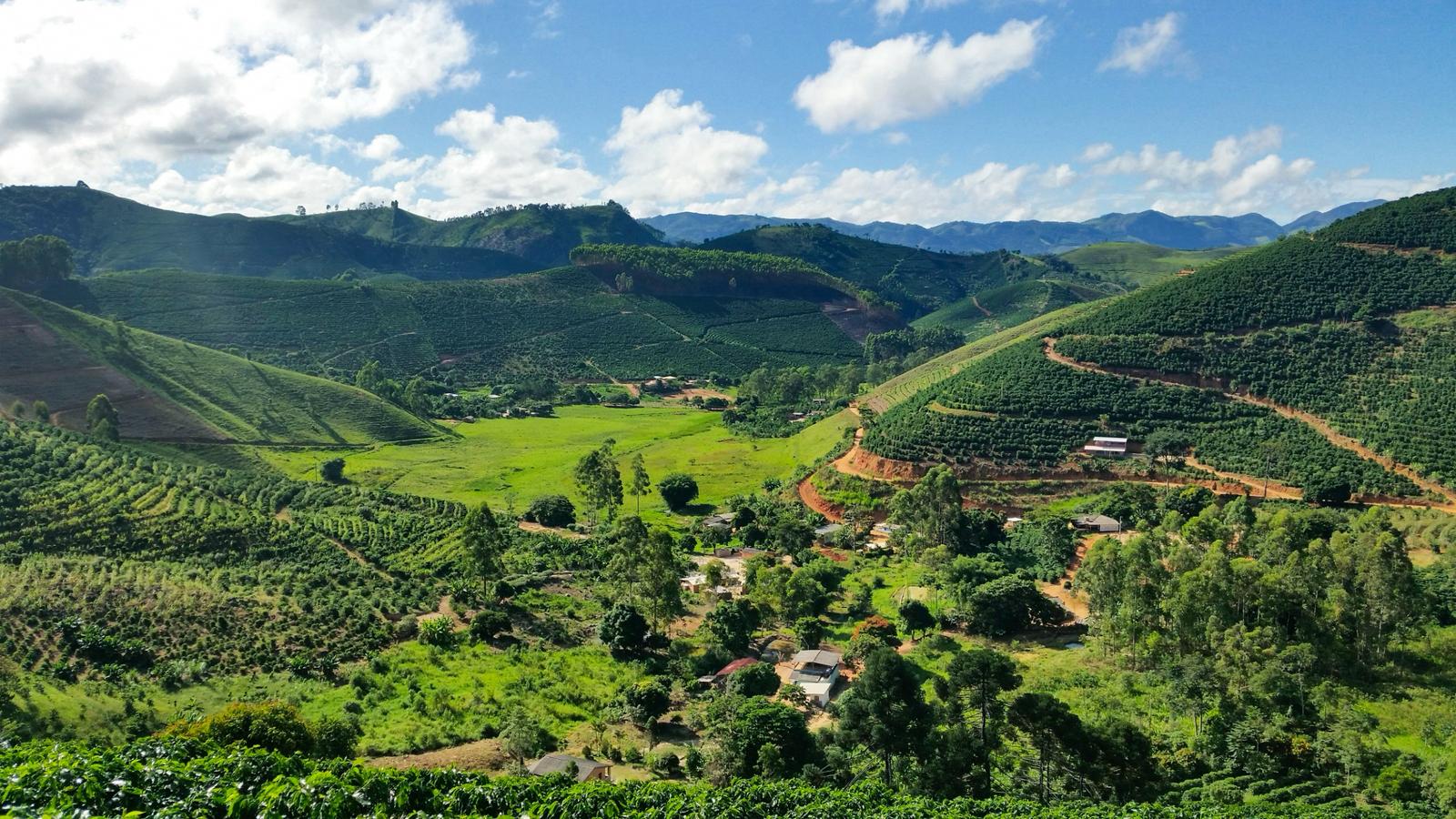 Coffee plantation in Brazil