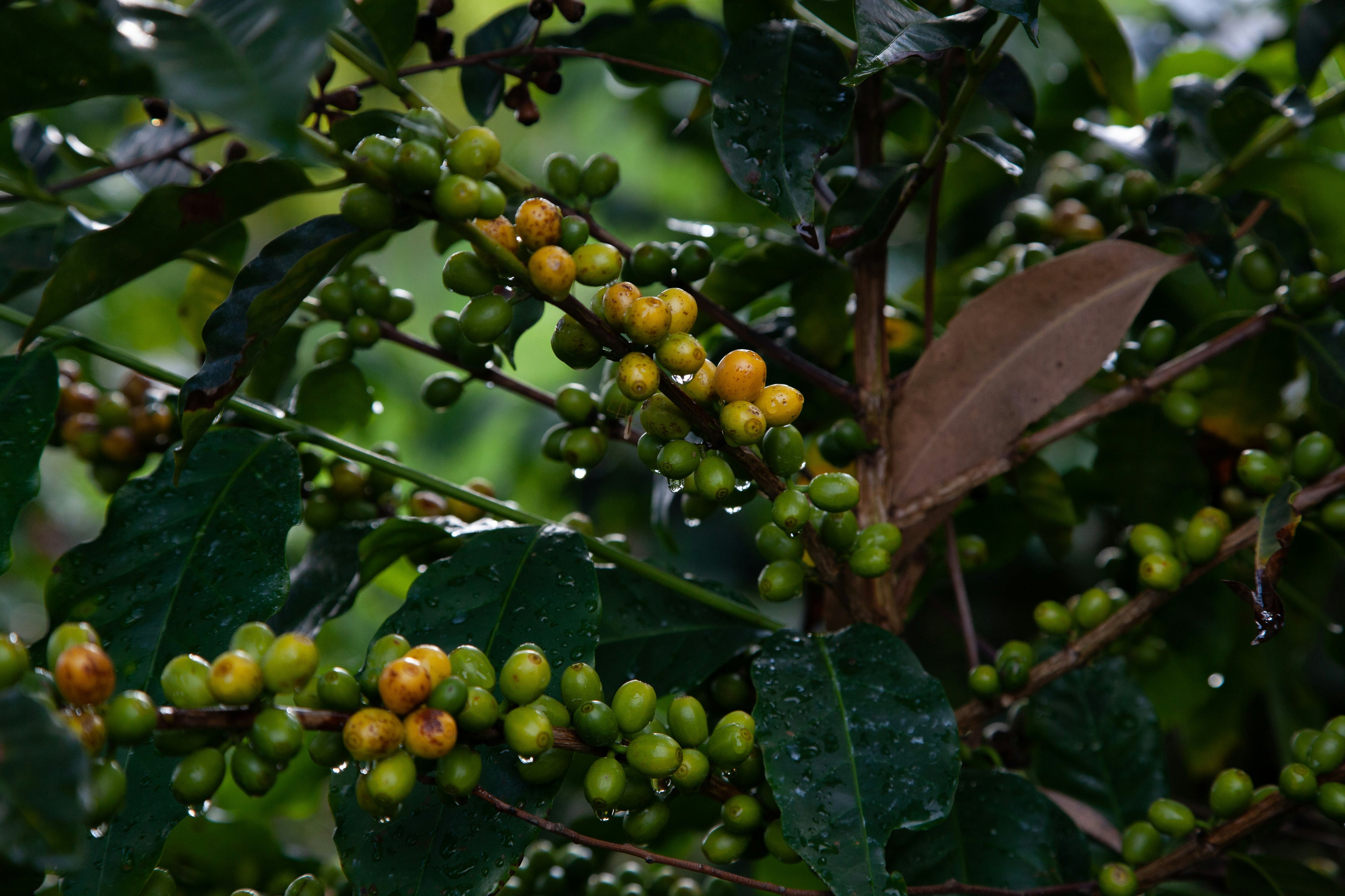 Unripe coffee cherries