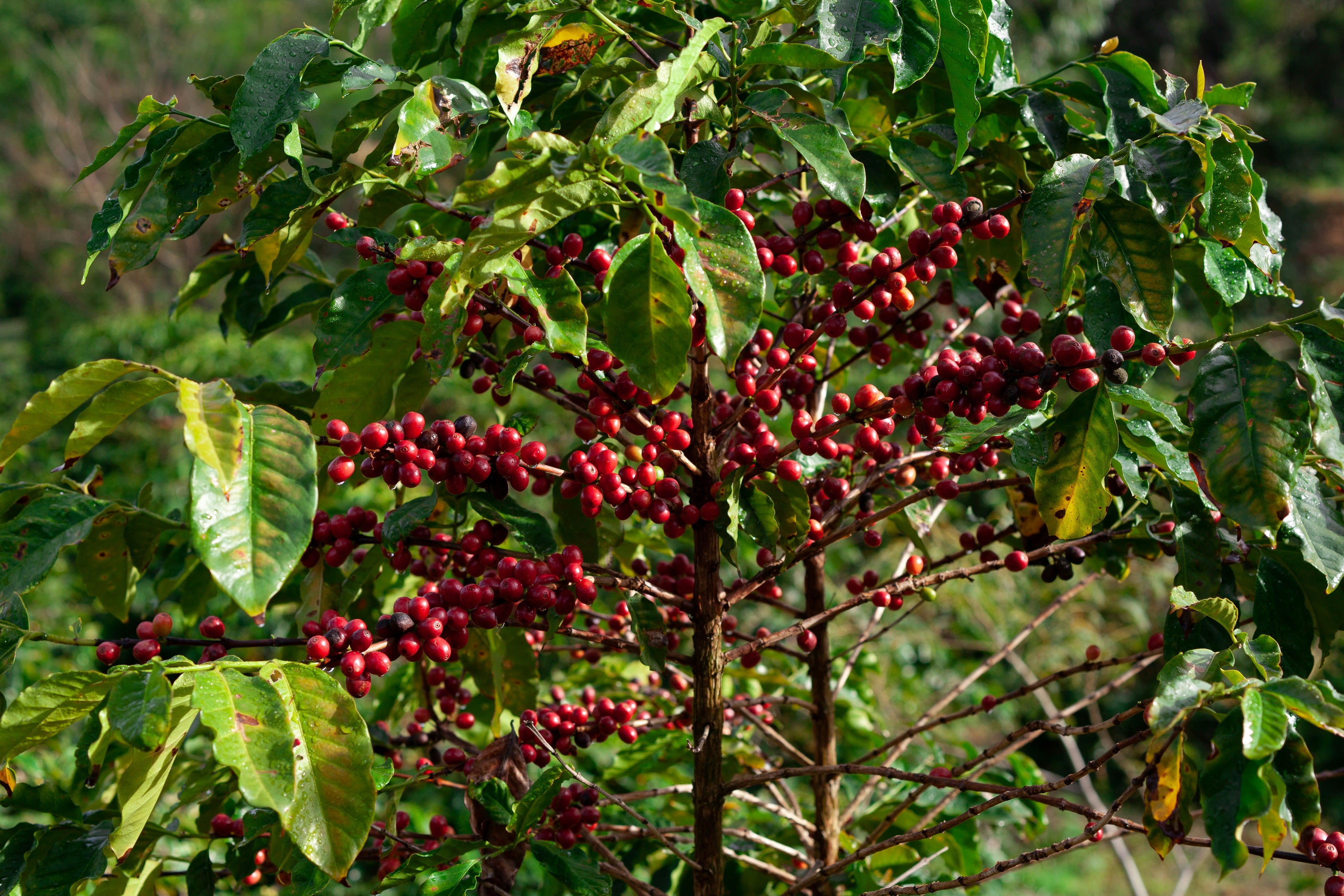 coffee cherries